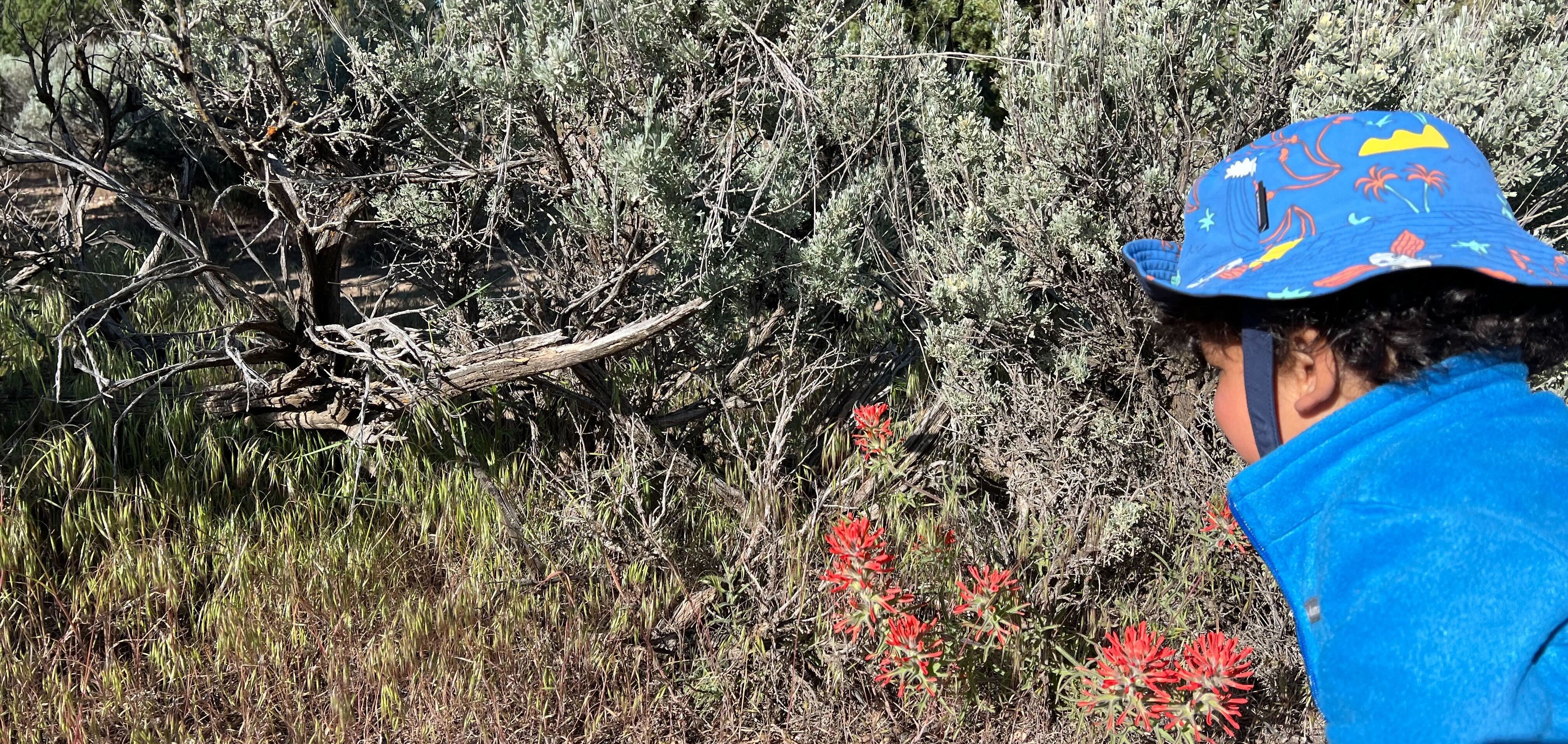Leo inspecting desert paintbrush, <i>Castilleja chromosa</i>, which is parasitizing Great Basin sagebrush, <i>Artemisia tridentata</i>