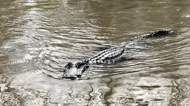 I got to see alligators in the Pearl River on a boat ride to Honey Island.