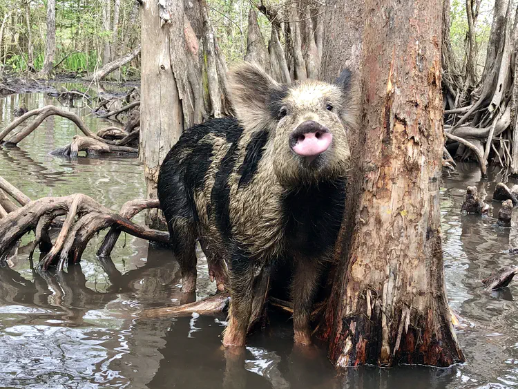 A very exciting moment running into this adorable (but damaging, I know) feral pig in the Honey Island swamp.