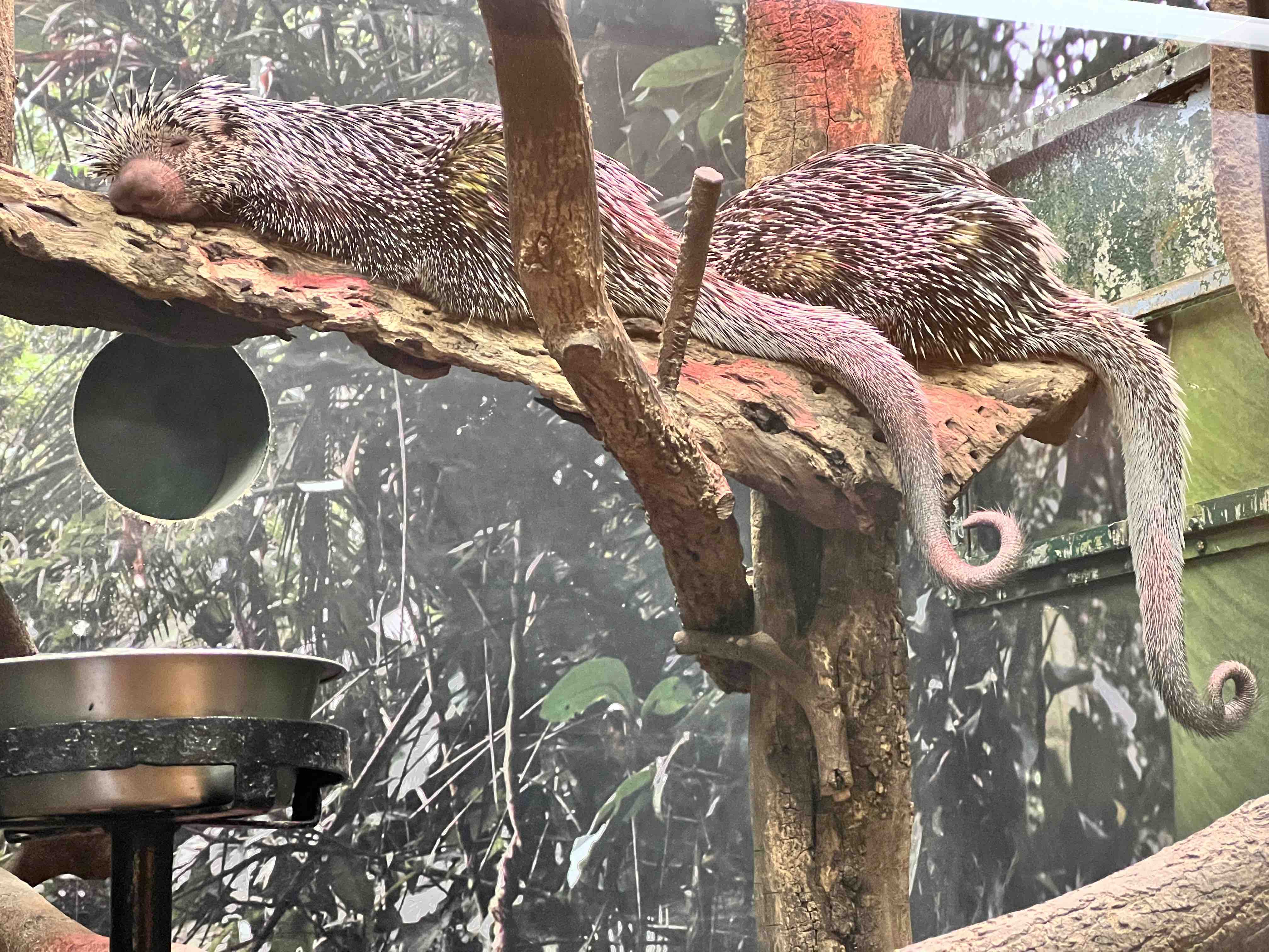 Porcupines with prehensile tails in the National Zoo